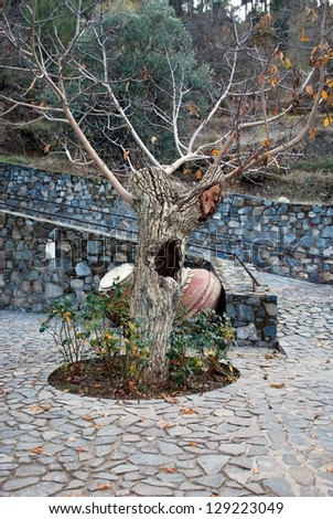 Dead tree is growing again in the yard of monastery