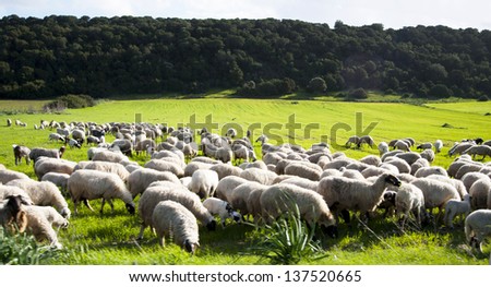 Green fields and sheeps reared to freedom with natural food in Turkish North Cyprus