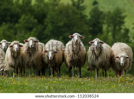A flock of sheep grazes on a green field somewhere in Tuscany, Italy.