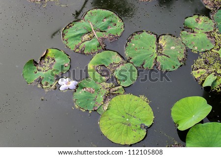 Water lilies in calm water