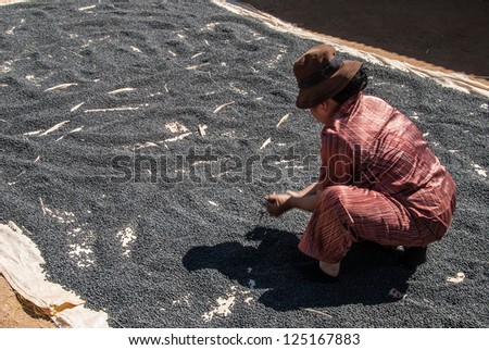 LAT VILLAGE, VIETNAM - JANUARY 6: An unidentified woman works in coffee bean drying on January 6, 2008 in Lat (Chicken) village, Vietnam. Vietnam is the world\'s second largest coffee producer.