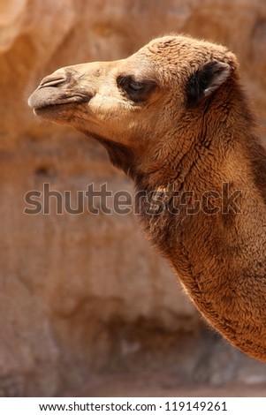 Neck and head of this beautiful desert animal