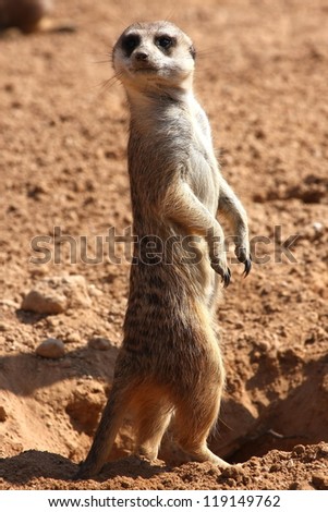 suricata watching for potential dangers that come from above