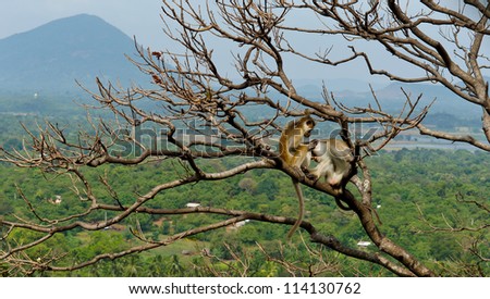 Monkeys sitting on the bare branches of a tree overlooking a tropical landscape grooming each other