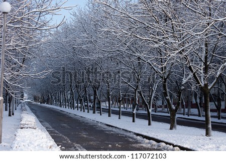 Street in the winter