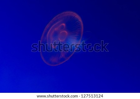 Flourescent pink outline of the large medusoid float of a jellyfish swimming underwater in dark blue water with copyspace