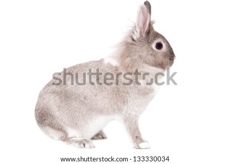 Sideways portrait of a fluffy alert little grey Easter bunny rabbit sitting upright and watchful isolated on white