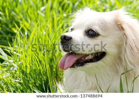 Head portrait of a cute little long haired toy breed dog with a golden coat and alert expression panting happily in the sunshine