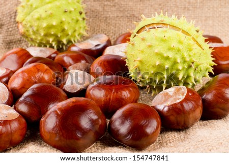 Close up of a group of fresh raw sweet chestnuts in their brown shells and two still in the prickly green outer husk , an edible nut harvested during autumn