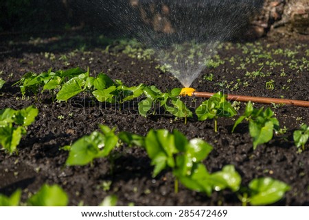 New young vegetable plants in a spring garden being watered by a sprinkler