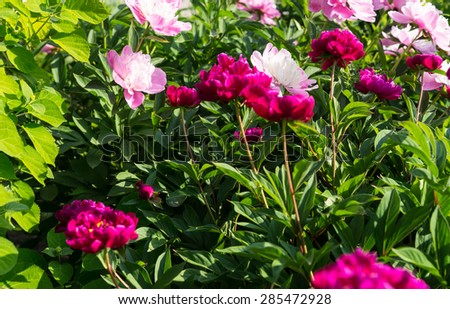 Close Up of Lush Green Shrub Covered in Fuschia and Pink Colored Flowers Lit by Bright Sunlight