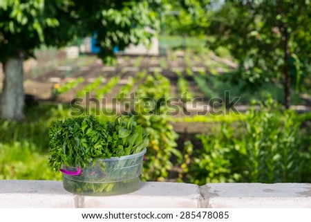 Fresh Picked Greens in Transparent Bucket on top of Brick Wall Bordering Vegetable Garden
