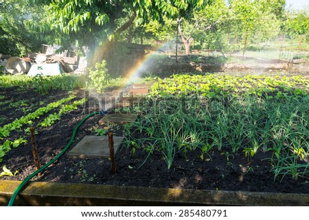 Watering a vegetable garden with a sprinkler placed amongst the neat rows of fresh green spring seedlings on a smallholding