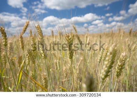 Ripening ears of wheat in a rural wheat field cultivated for human consumption or to feed livestock during winter, landscape view under a blue cloudy sky