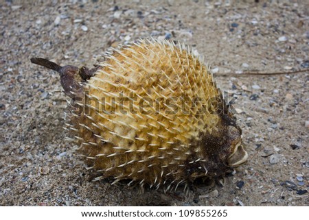 The blow fish dies on the beach