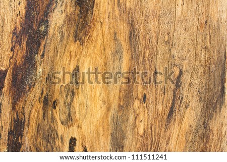 Texture of wood birch bark, background,