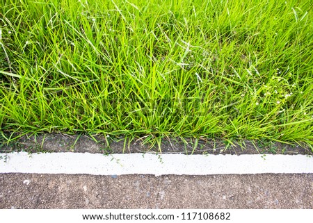 Roadside grass
