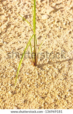 Green plant growing through sand soil