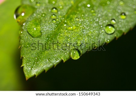 Fresh leaf with dew drops close up