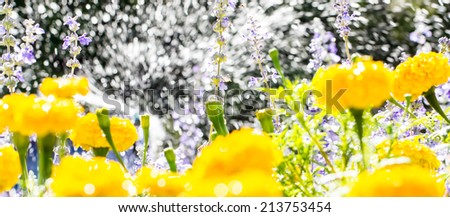 colorful flower garden during sprinkler spraying water