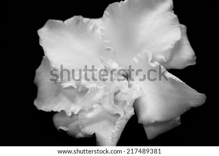 black and white flower isolated on a black background