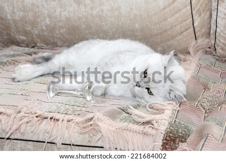 gray home pedigreed cat as home animal