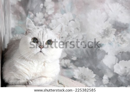 pedigreed home gray cat as symbol home comfort