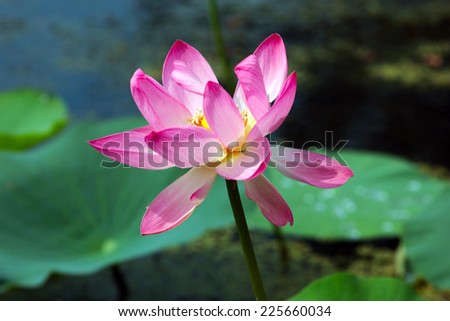 flowers on the water surface