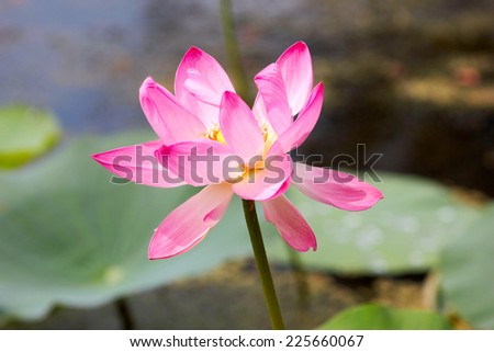 flowers on the water surface