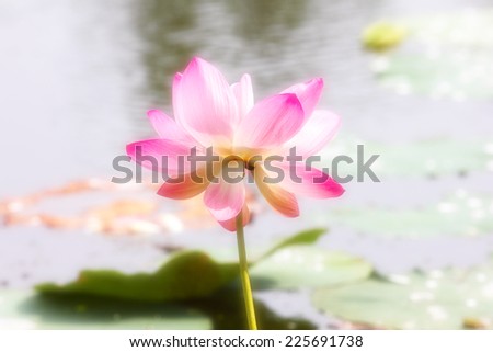 Beautiful flowers on the water surface