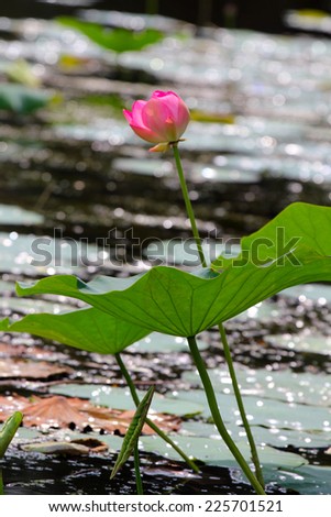 Beautiful flowers on the water surface