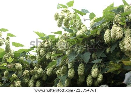 climbing plant as element of the preparation drink
