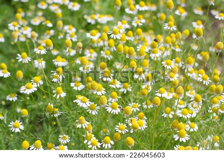 beautiful flower daisy wheel on green field solar day