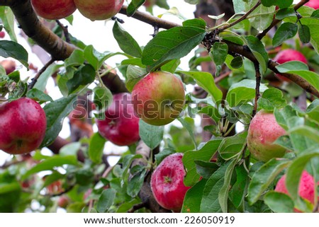 beautiful ripe apple on tree as symbol harvest