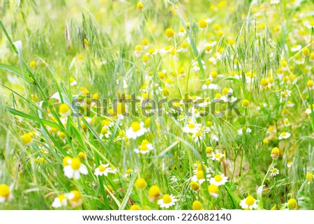 beautiful flower daisy wheel on green field solar day