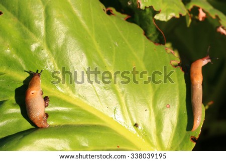 garden pest slug on a green leaf plants