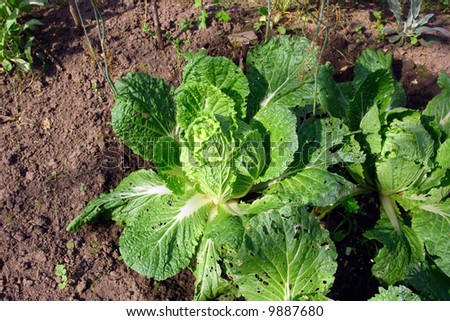 Cabbage in a kitchen garden