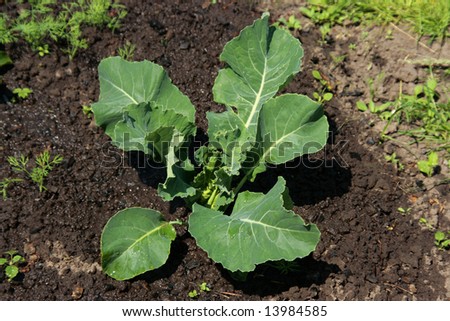Cabbage in a kitchen garden