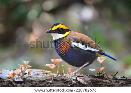 Banded pitta was the one colorful bird in the south of Thailand.