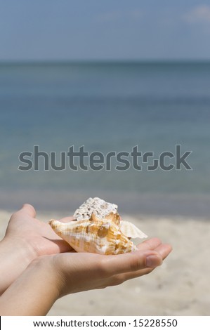 hands with shells on sea background