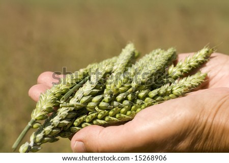 Hands holding wheat ears