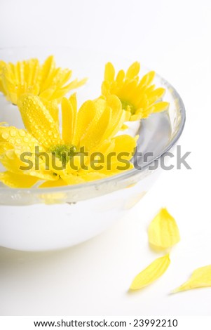 yellow flowers close up floating in water
