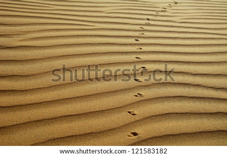 The desert background