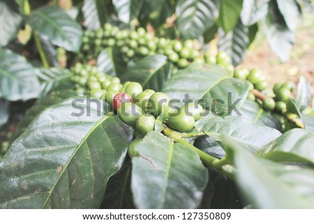 Coffee green bean