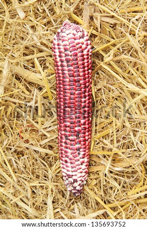 Special variants corn planted in Thailand. The Royal Project.