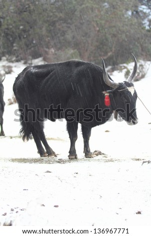Tibetan Yak animals used in the fur trade and the consumer. Can withstand cold weather, and where there is a higher good.