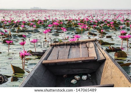 Boat local flow on Lotus field Lake first large in Udonthanee  of Thailand