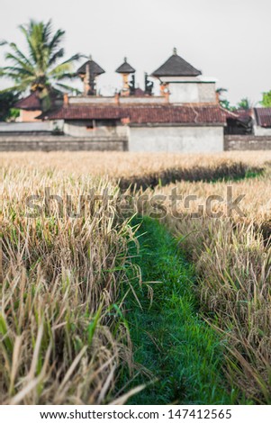 Rice field in early stage at Ubud, Bali, Indonesia.