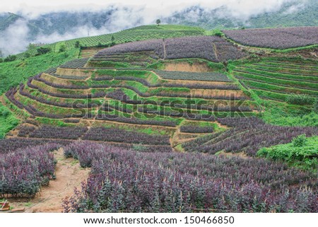 Rose field with Vegetable field in Sapa Vietnam