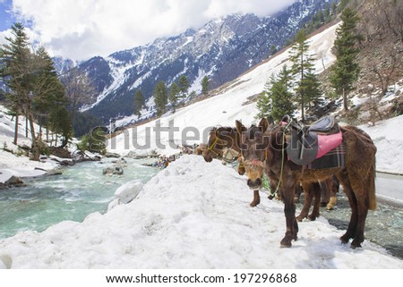 Caravan horses for carry travelers visit to mountain snow in  Kashmir India